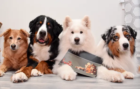 Dogs, look, pose, together, portrait, dog, floor, Notepad