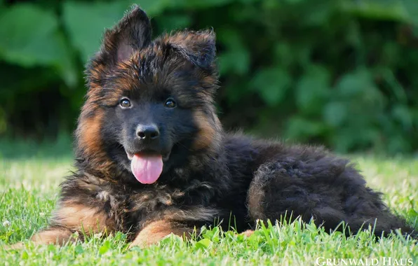 Dog, puppy, German shepherd