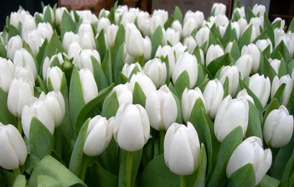 Spring, petals, garden, tulips