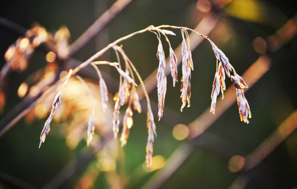 Summer, grass, macro, sunset, the fence, a blade of grass