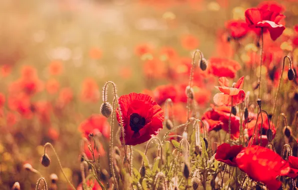 Summer, light, flowers, stems, Maki, meadow, red, buds
