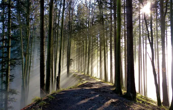 Picture track, alley, the rays of the sun