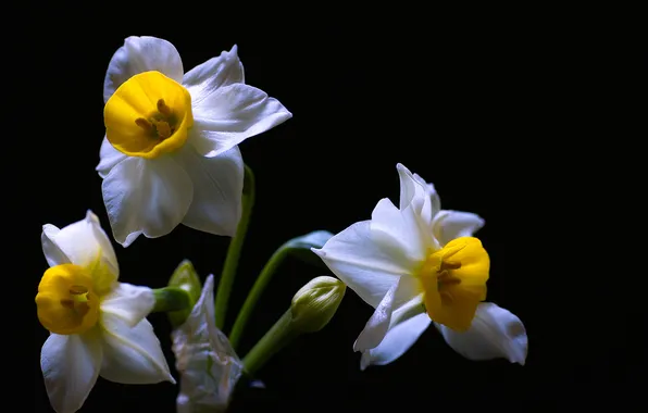 Picture flowers, nature, background