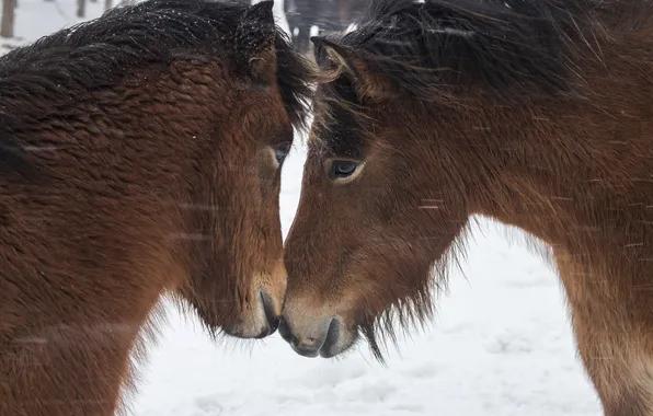 Snow, nature, horses