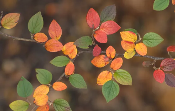 Picture autumn, leaves, nature, branch