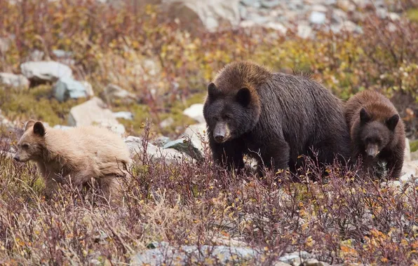 Bears, bears, bear, family