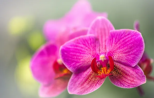 Macro, exotic, Orchid, bokeh