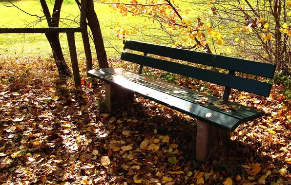 Picture grass, leaves, the sun, lawn, bench, wooden, fallen, a place of rest