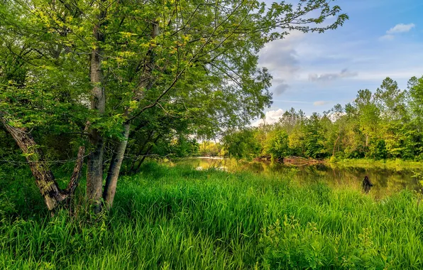 Picture greens, summer, grass, trees, USA, river, Missouri, Lees Summit