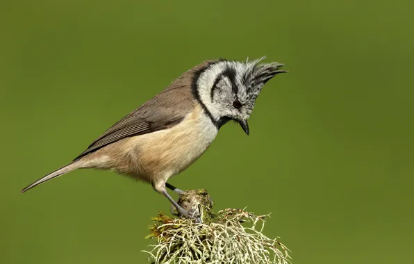 Branches, background, bird, tit, crested tit, grenaderka, Parus cristatus, Tit shag