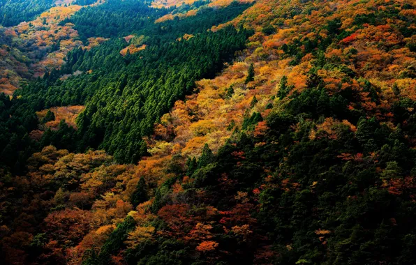 Autumn, forest, trees, Japan, the view from the top, Nara Park