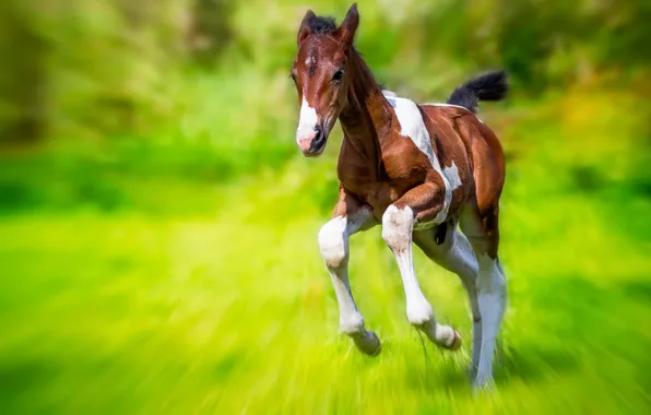 Summer, nature, horse