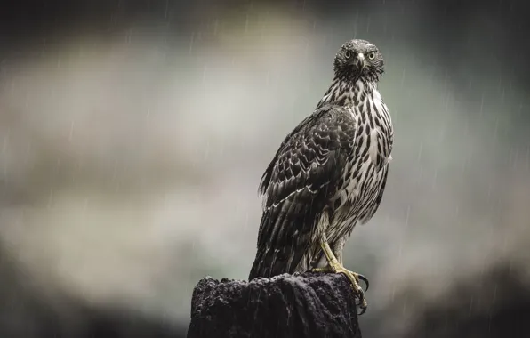 Look, wet, rain, bird, stump, kite, predatory