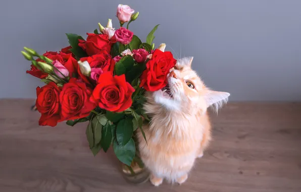 Cat, cat, look, flowers, pose, roses, bouquet, red