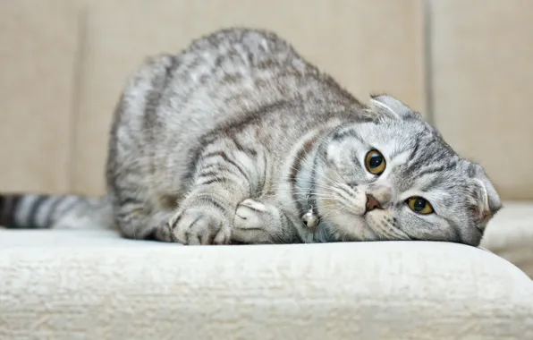 Picture cat, breed, Scottish fold