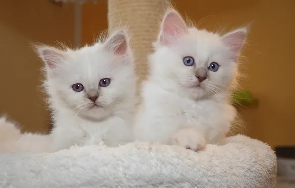 Look, pose, kitty, background, wall, portrait, pair, kittens