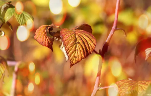 Picture autumn, leaf, plant, twig