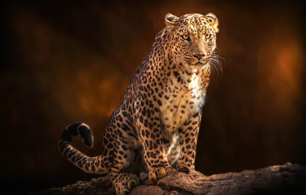 Picture look, face, pose, the dark background, leopard, sitting