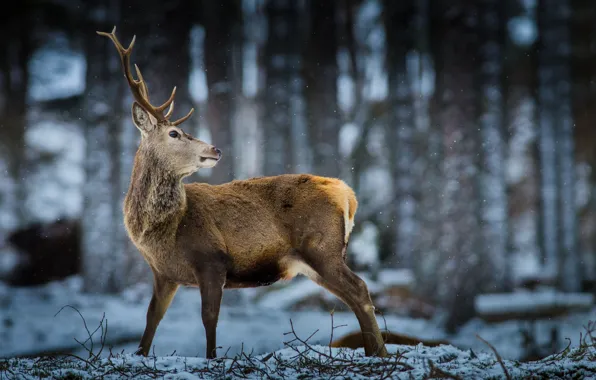 Picture forest, snow, deer, wildlife