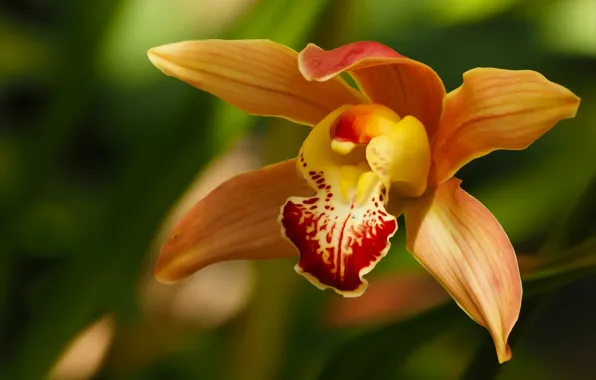 Macro, orange, petals, Orchid, bokeh