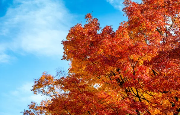 Autumn, leaves, colorful, maple, autumn, leaves, autumn, maple