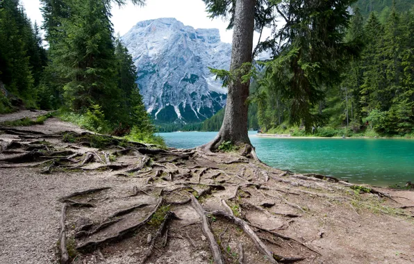Forest, trees, mountains, roots, lake, Italy