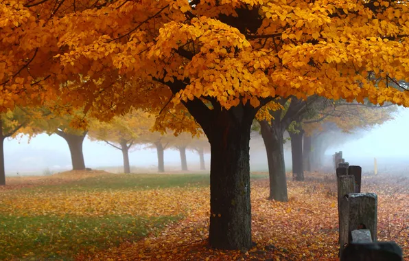 Picture autumn, trees, nature, Park, the fence