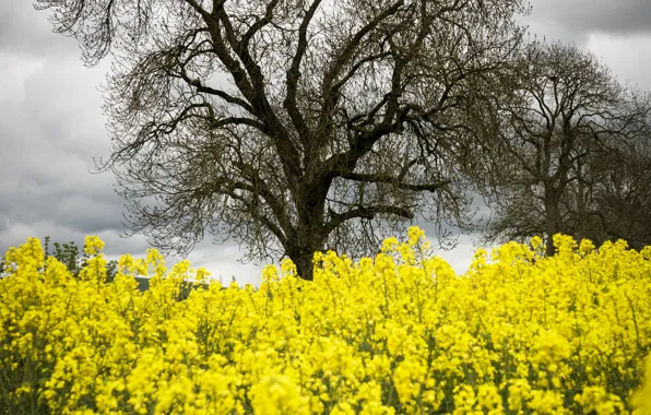 Trees, flowers, clouds, nature, spring, yellow, rape