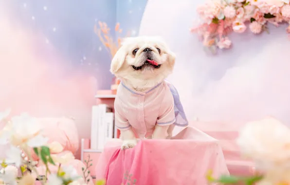 Look, pose, clothing, dog, costume, outfit, image, face