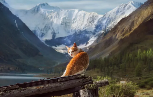 Picture cat, landscape, mountains, nature, animal, Altay, snow, Tamara Andreeva