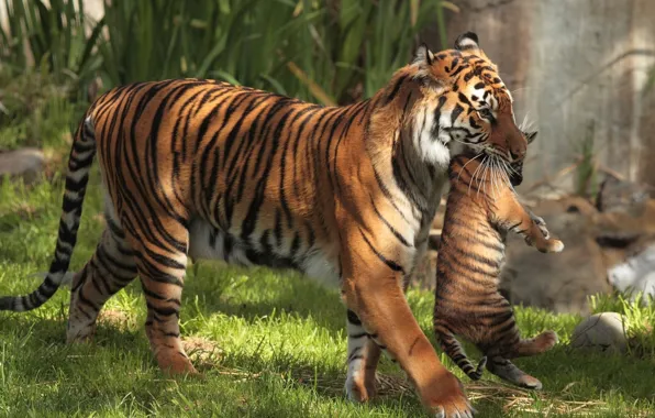 Tigers, tiger, motherhood