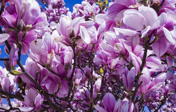 Picture trees, flowers, branches, nature, beauty, spring, petals, gentle