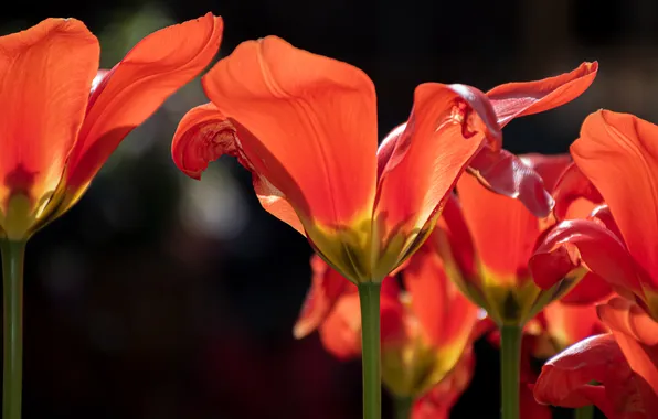 Macro, light, flowers, spring, petals, tulips, red, black background