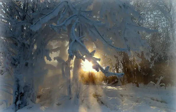 Picture winter, frost, rays, trees, branch, beauty