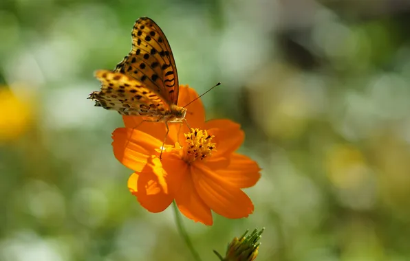 Summer, the sun, flowers, orange, butterfly, spots
