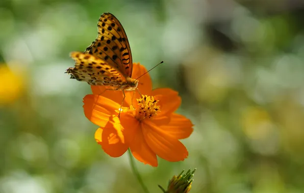 Picture flower, summer, the sun, orange, butterfly, spots