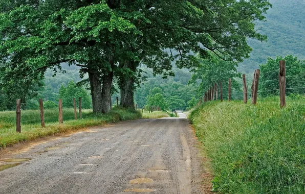 Road, grass, trees, nature, the fence, fence, puddles