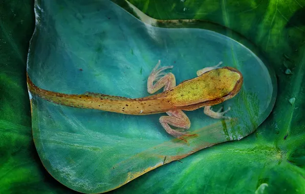 Water, macro, nature, sheet, drop, frog, tadpole