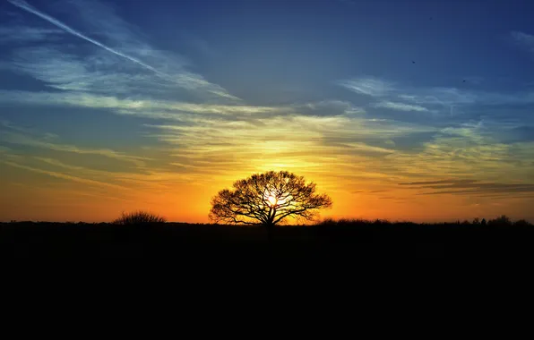 The sun, sunset, tree, the evening, silhouettes