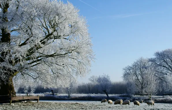 Winter, field, forest, photo, tree, sheep