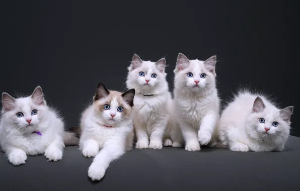 Cats, kitty, kittens, cuties, five, Studio, ragdoll