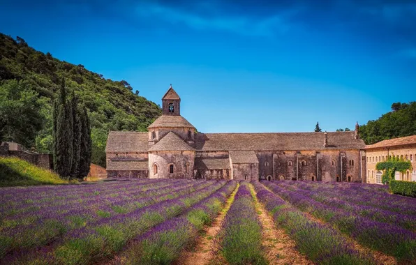 Picture field, trees, landscape, nature, France, hill, the monastery, lavender