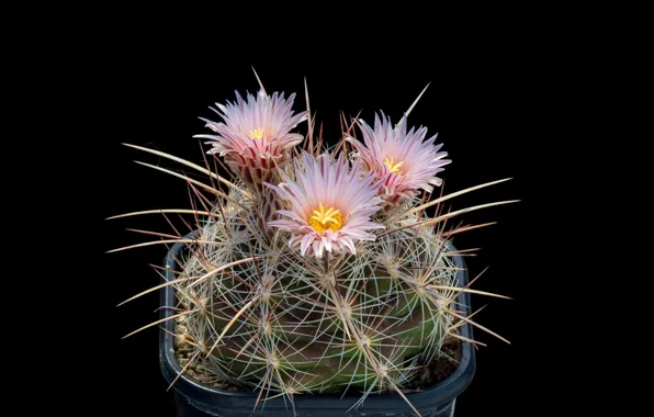 Macro, cactus, barb, spikes, black background, pink flowers