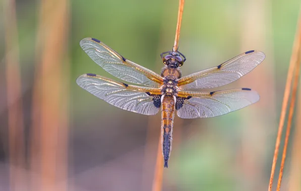 Macro, nature, background, dragonfly, stem, insect, wings, bokeh