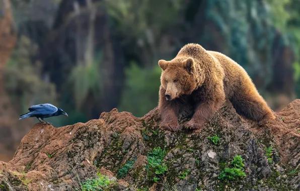 Look, nature, pose, stones, bird, paws, bear, Raven