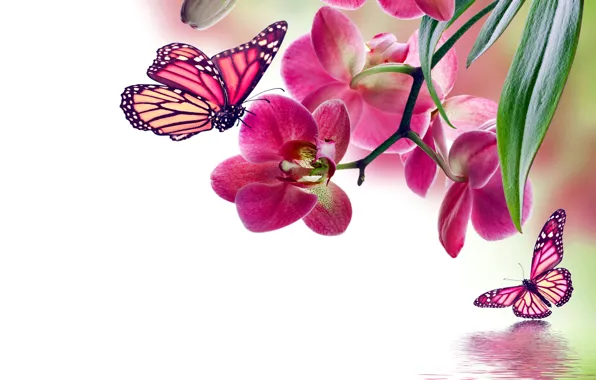 Butterfly, flowers, Orchid, pink, water, flowers, beautiful, orchid