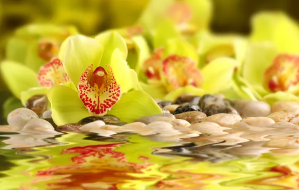 Picture water, yellow, yellow, Orchid, water, orchid