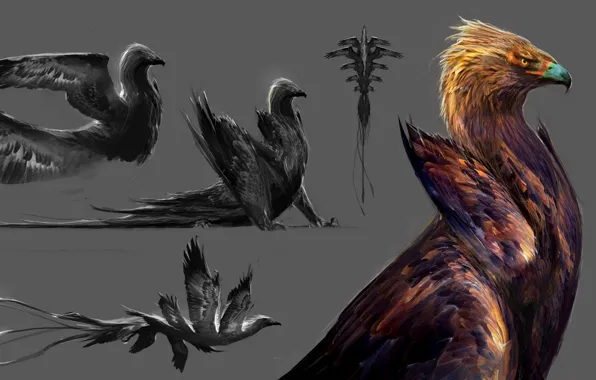 Background, bird, Griffin