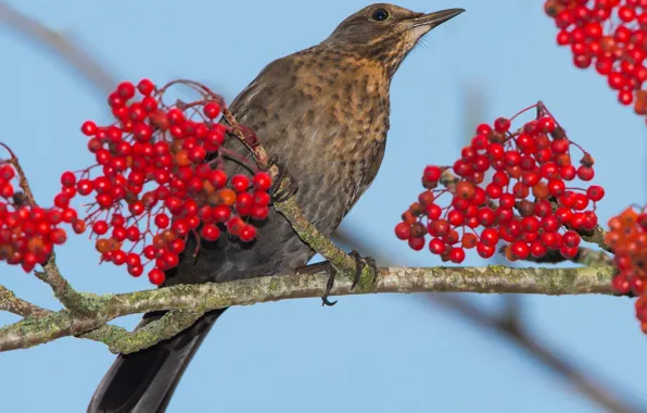 Berries, bird, Rowan, Starling