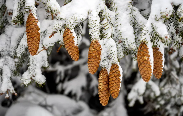 Picture winter, forest, snow, trees, branches, bumps, coniferous, bokeh